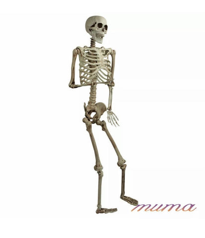Image of Giant Life Size Skeleton 165cm Posable Full Decoration Party Halloween