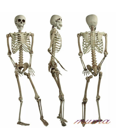 Image of Giant Life Size Skeleton 165cm Posable Full Decoration Party Halloween